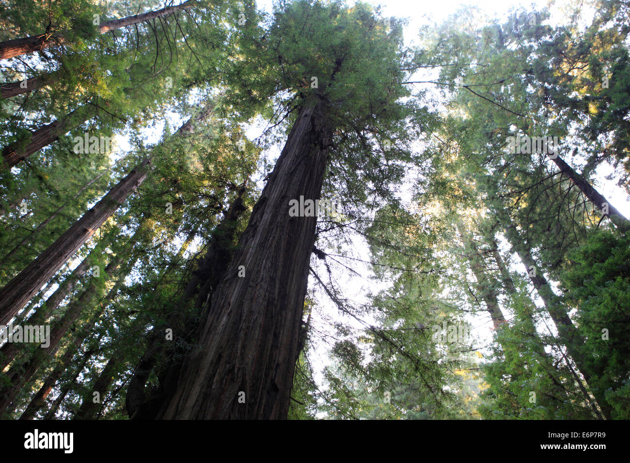 The Redwood trees in the Humboldt Redwoods State Park on the Avenue of