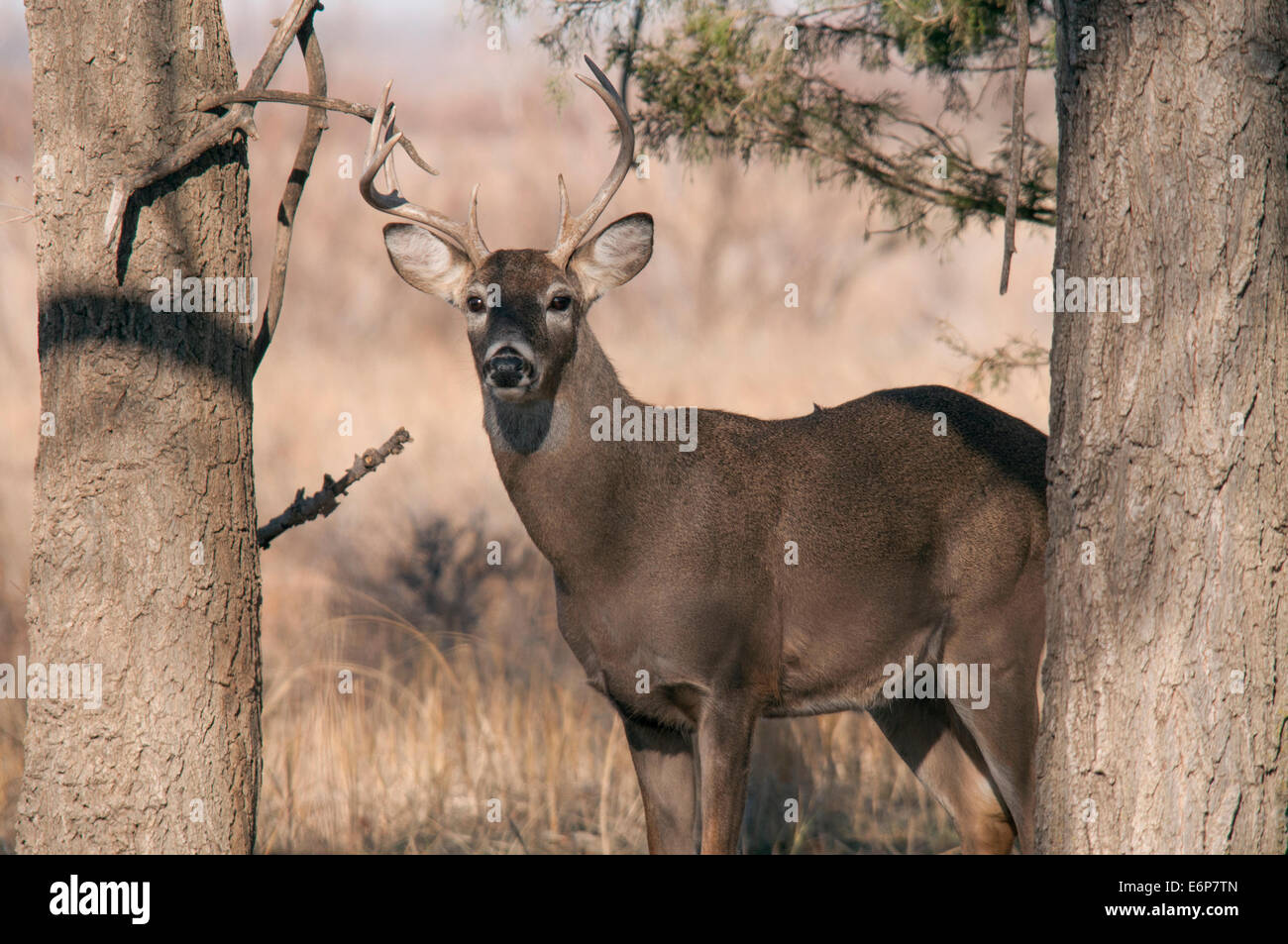 USA, Kansas. Wild deer Stock Photo Alamy