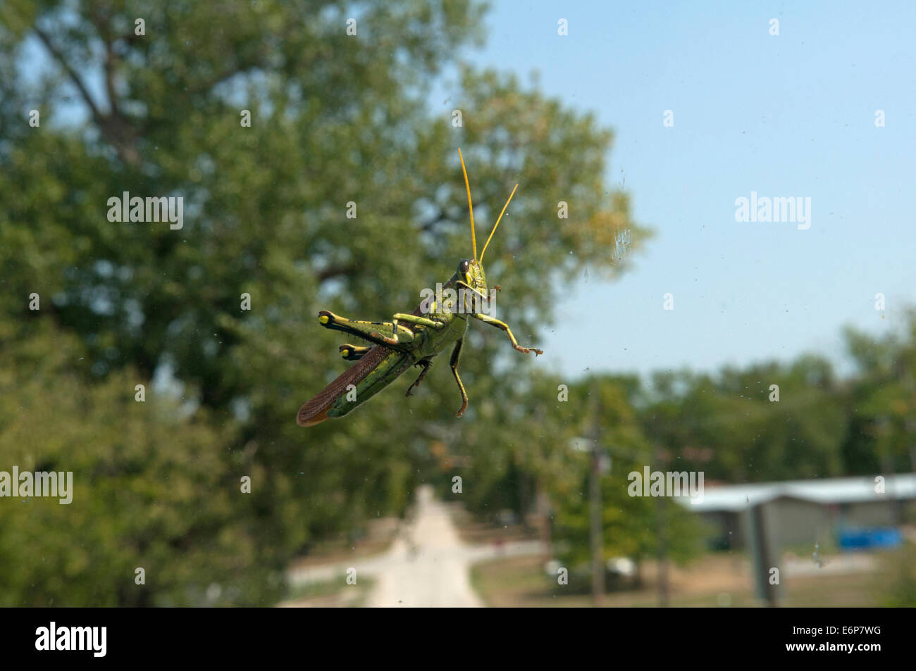 USA, Kansas. (Orthoptera Caelifera Stock Photo Alamy