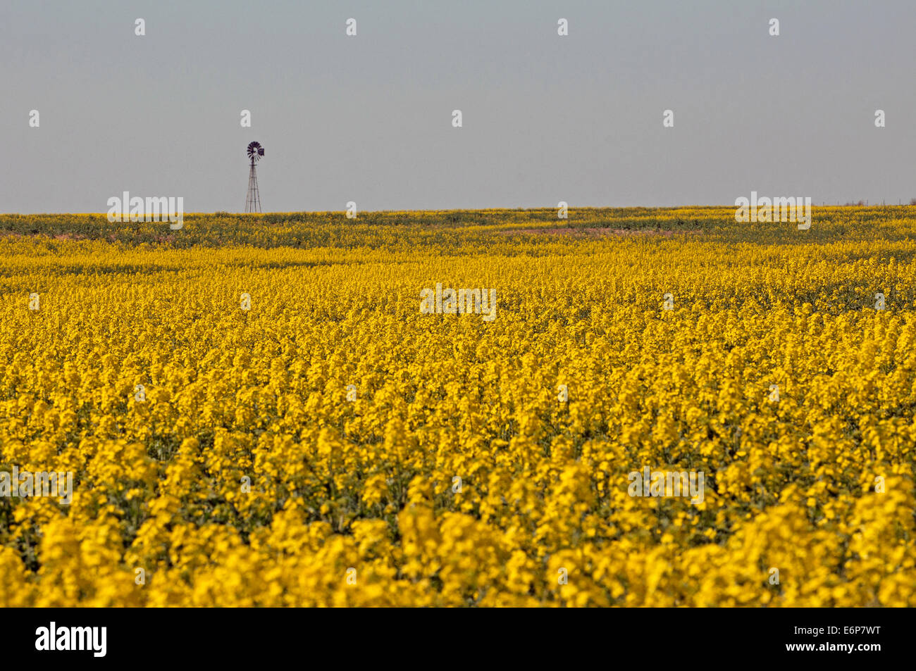 USA, Kansas. Canola crops and windmill Stock Photo Alamy