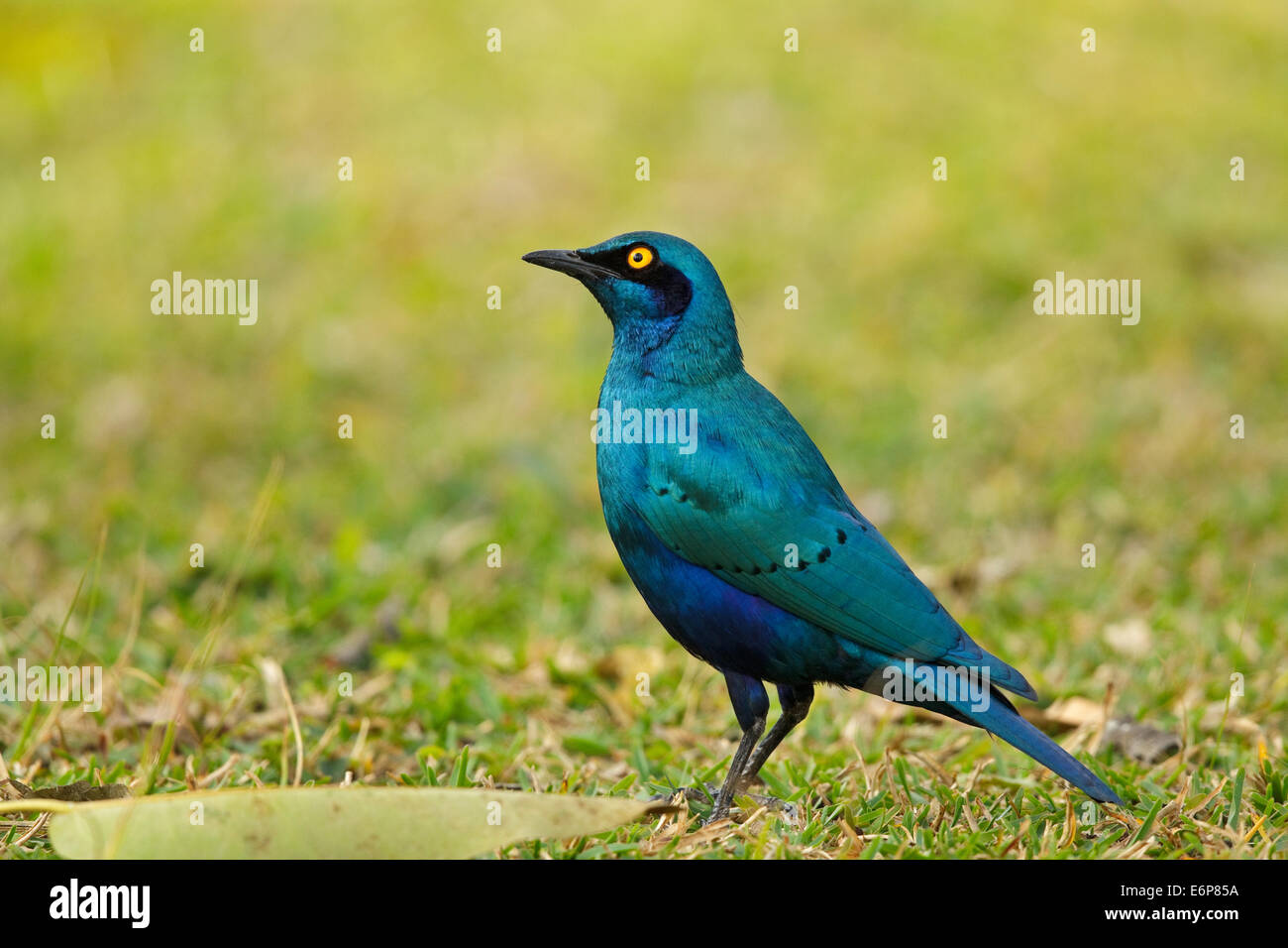 Greater Blue-eared Glossy-Starling (Lamprotornis chalybaeus ssp. nordmanni), Greater Blue-eared Starling, Sturnidae Stock Photo