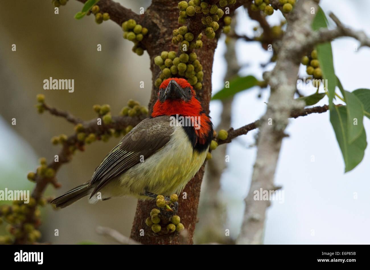 Black-collared Barbet, (Lybius torquatus ssp. torquatus) perched in a tree, (Ramphastidae) Stock Photo