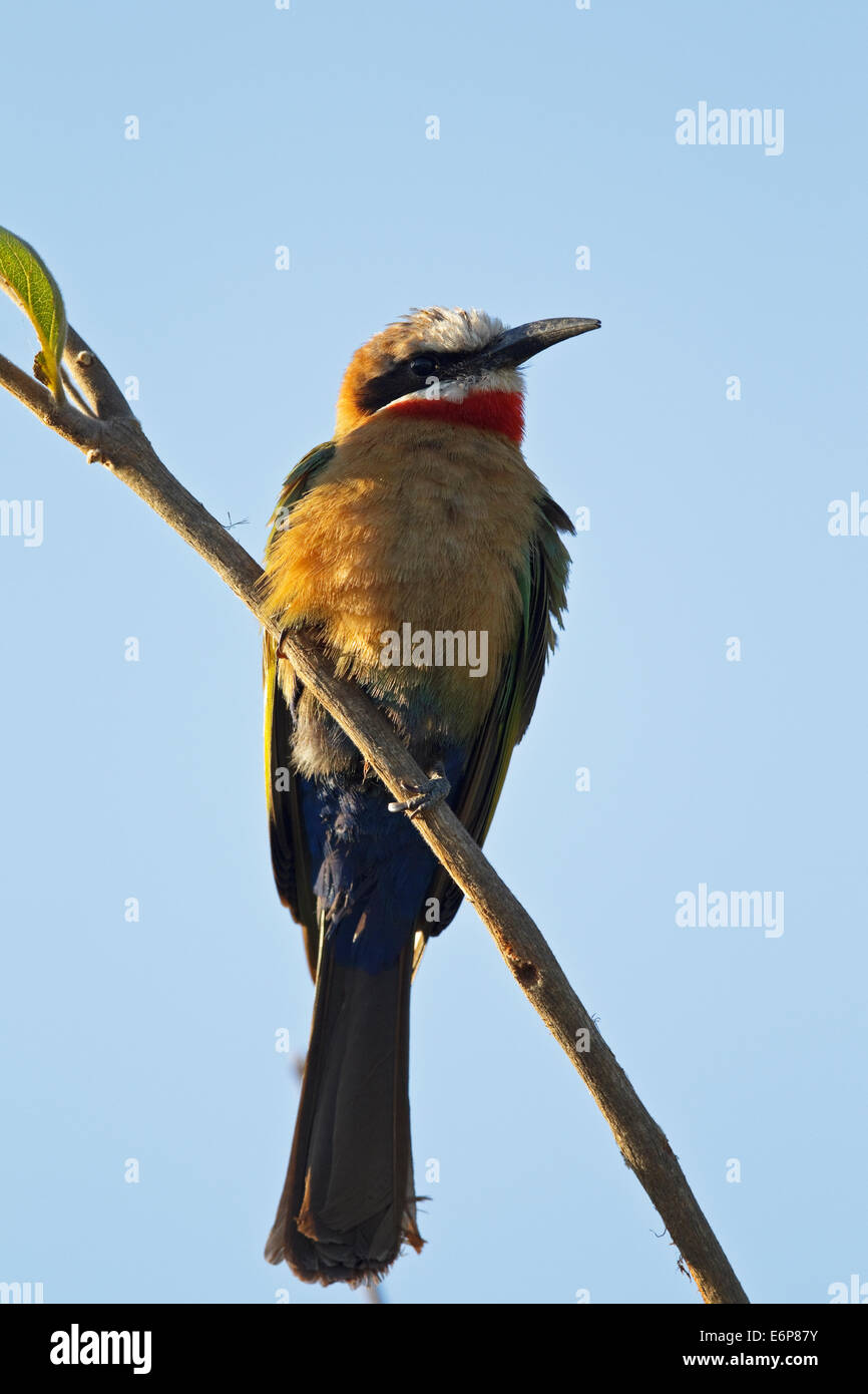 White-fronted Bee-eater (Merops bullockoides) perched on a twig, Stock Photo