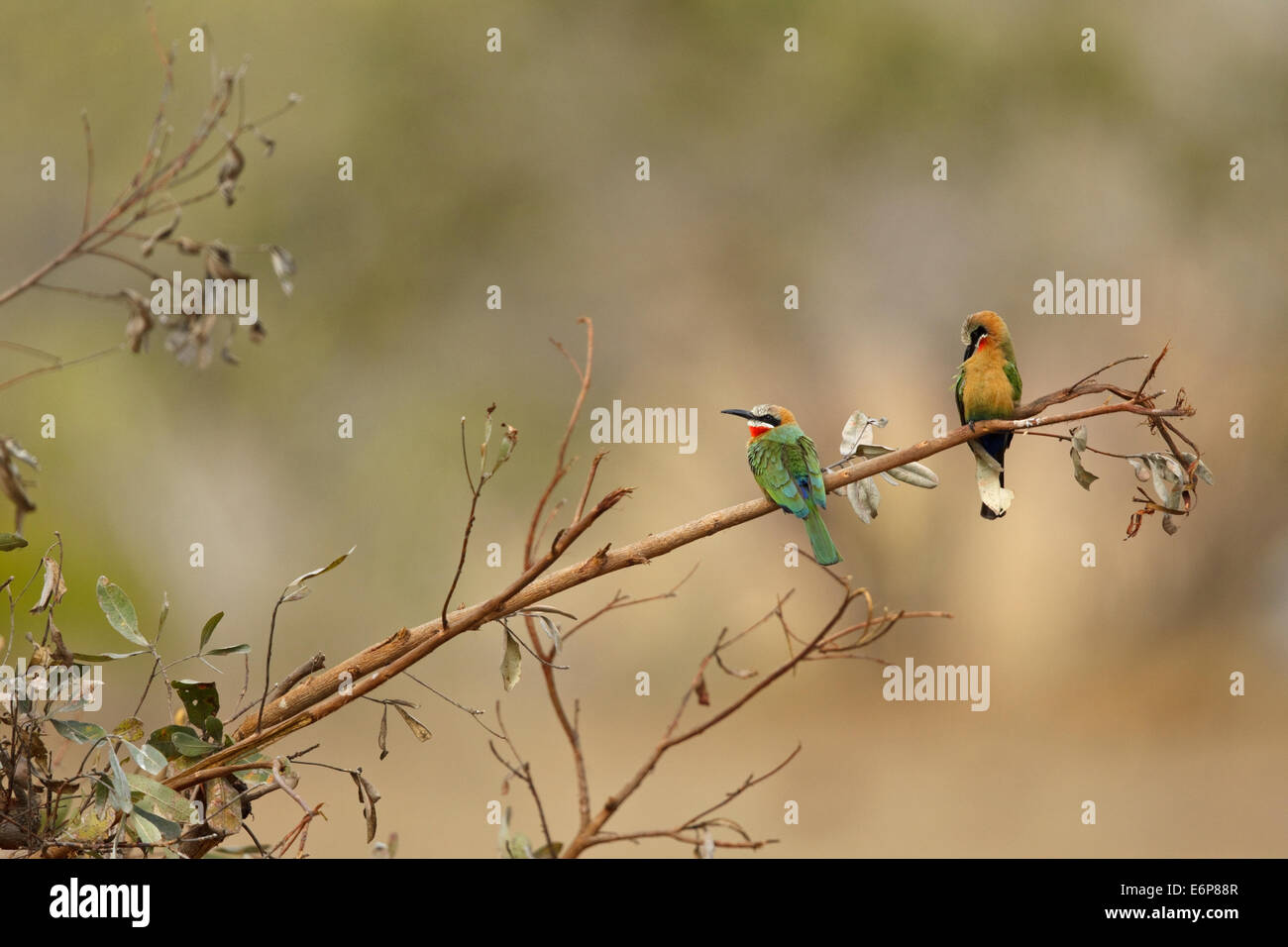 Two White-fronted Bee-eater (Merops bullockoides) perched on a twig, Stock Photo