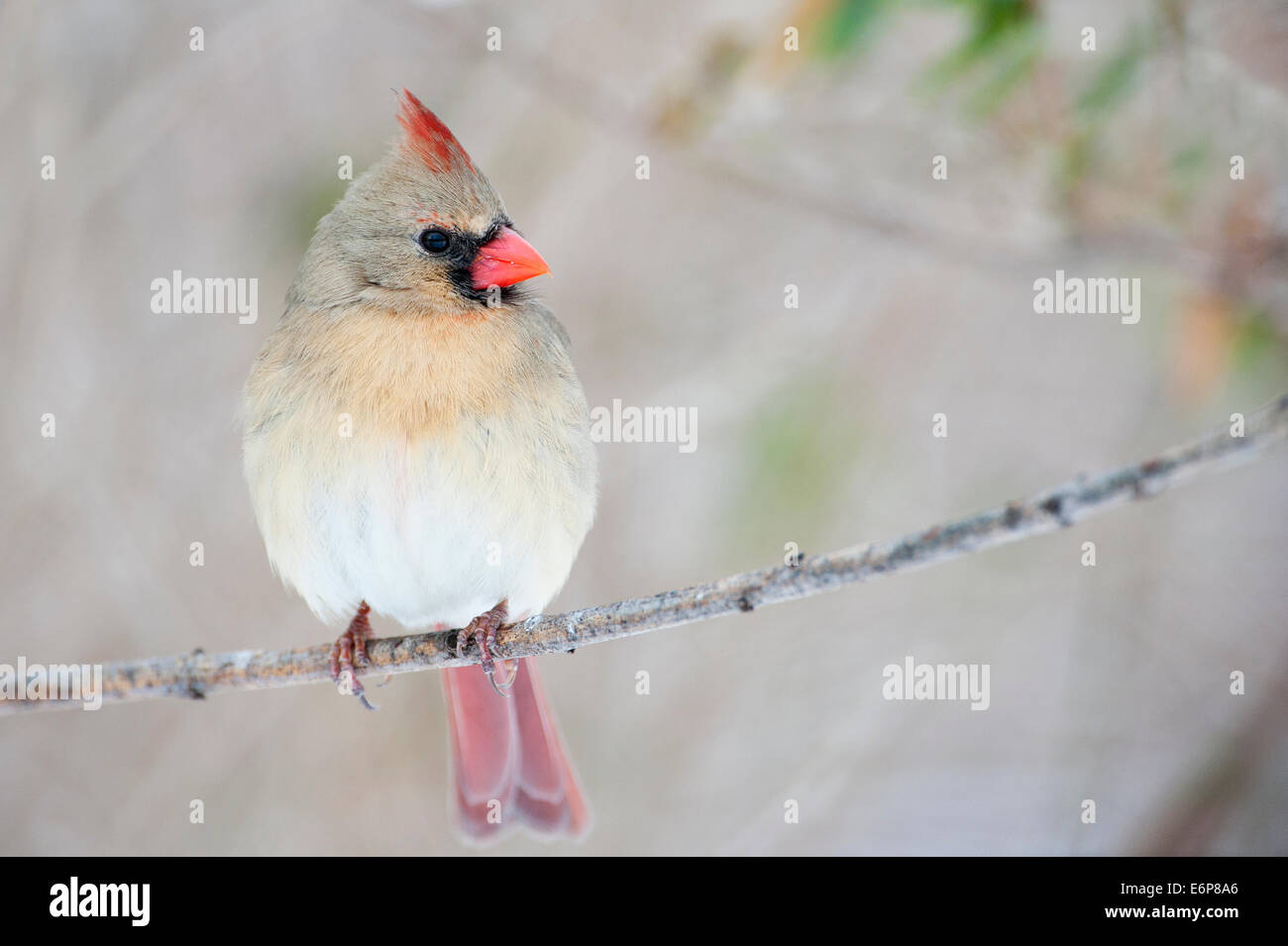 Female northern cardinal, Stock Photo
