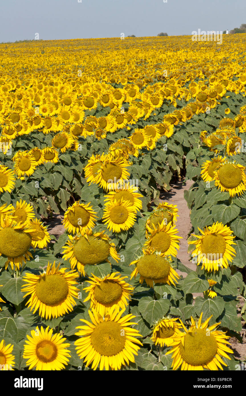 USA, Kansas. Sunflower field Stock Photo Alamy