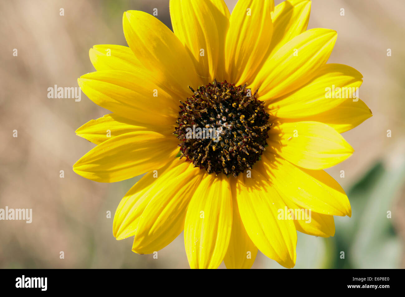 USA, Kansas. Wild sunflower Stock Photo Alamy