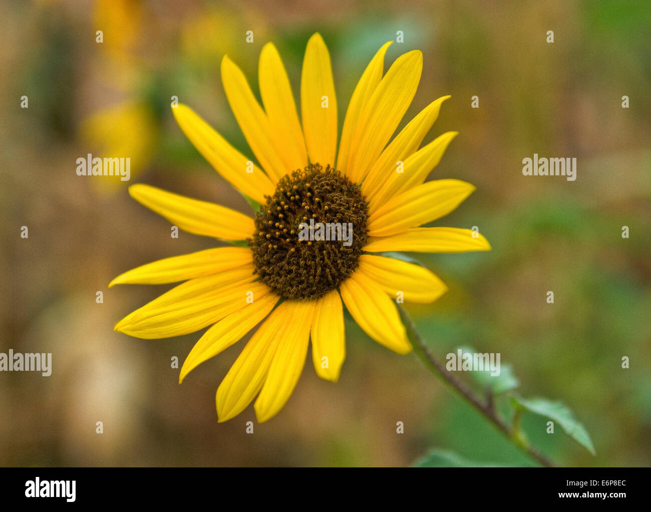 USA, Kansas. Wild Sunflower Stock Photo Alamy