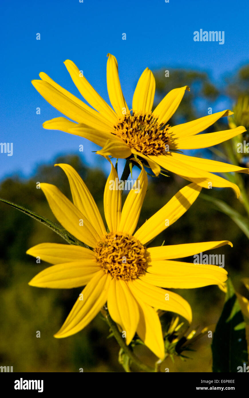 Kansas usa sunflower hires stock photography and images Alamy