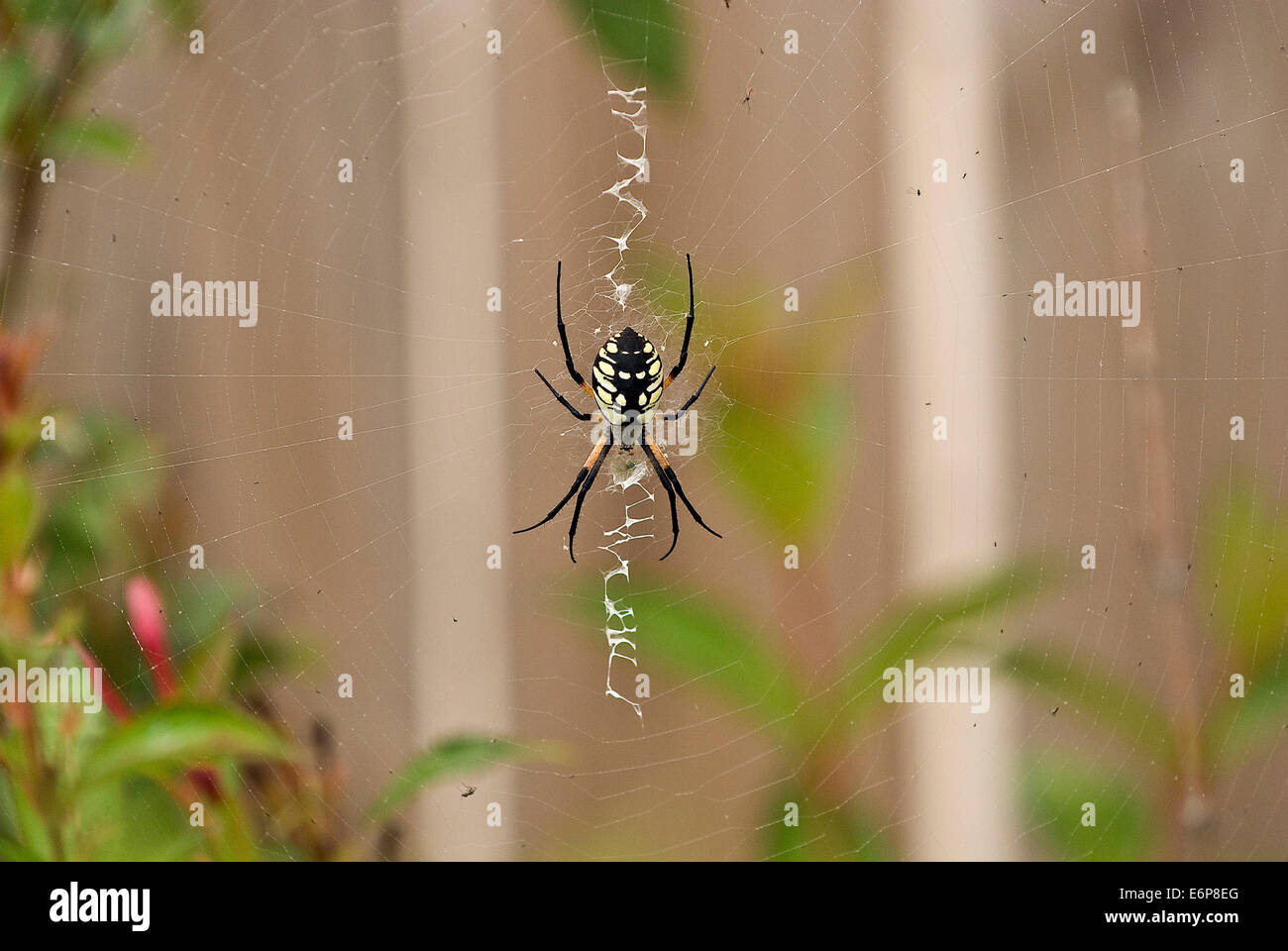 USA, Kansas. Zipper Spider (Argiope aurantia) Stock Photo