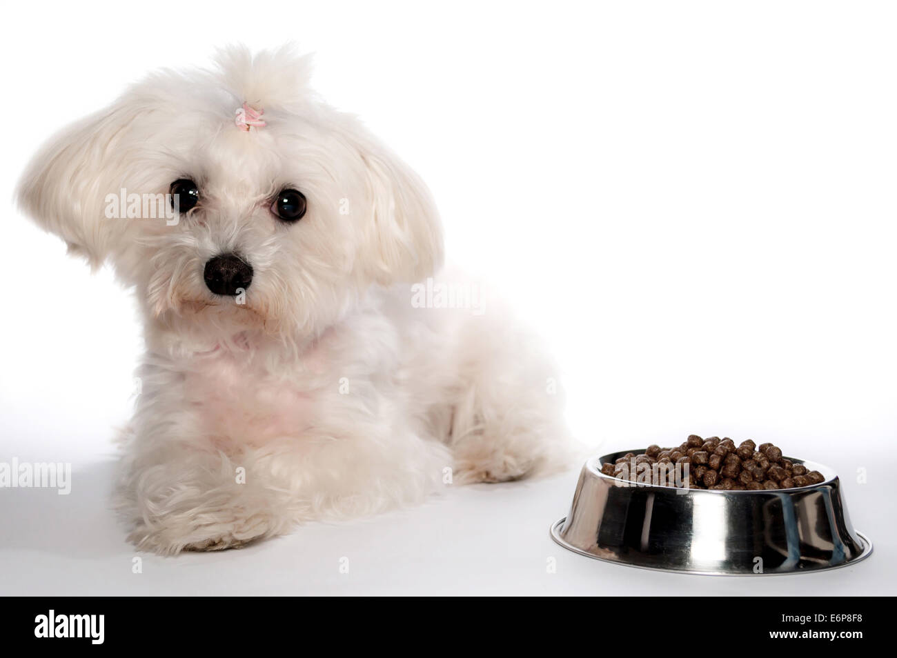 Maltese dog with ponytail on white background Stock Photo