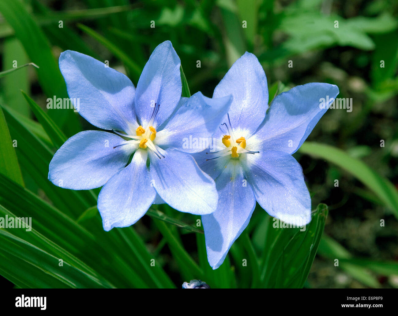 USA, Kansas. Blue Wild Flowers Stock Photo Alamy