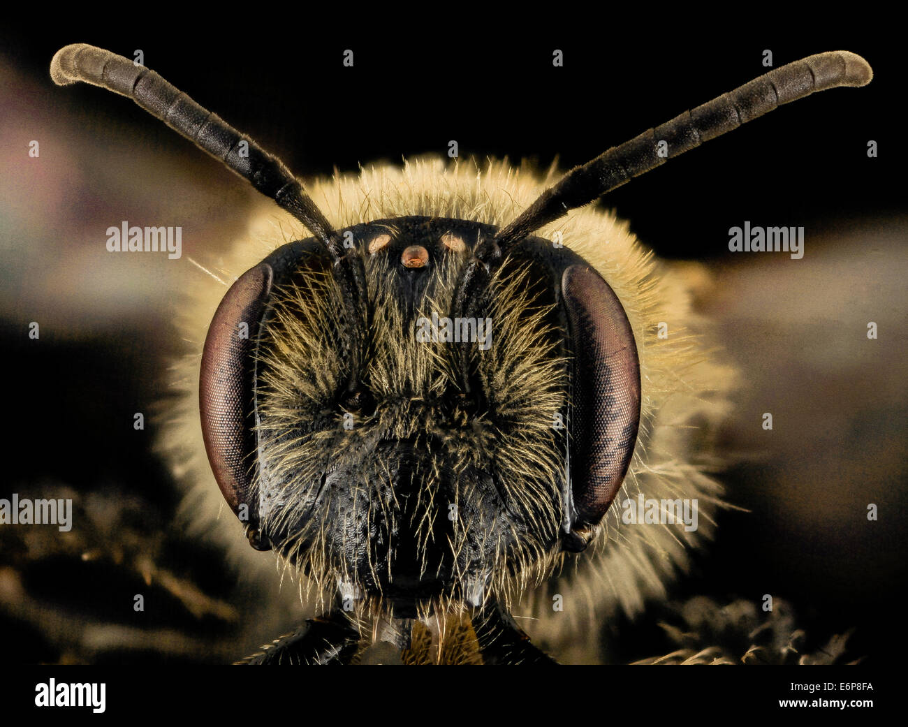 Andrena cornelli, F, Face, VA, Gales County 2014-01-24-182858 ZS PMax 13043067883 o Go to the woods in the Eastern United States Stock Photo