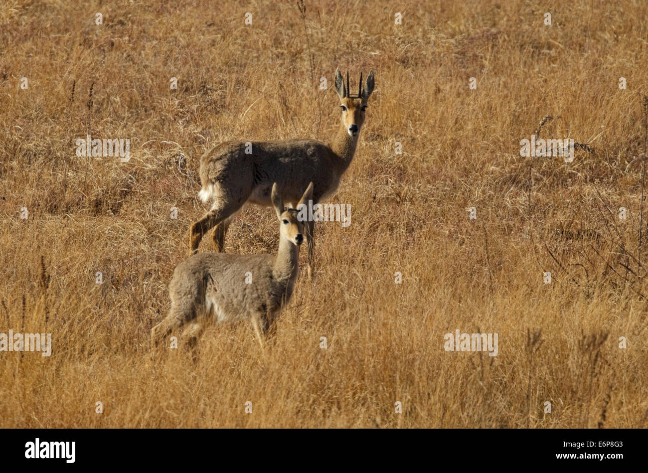 Grey rhebuck pelea capreolus hi-res stock photography and images - Alamy