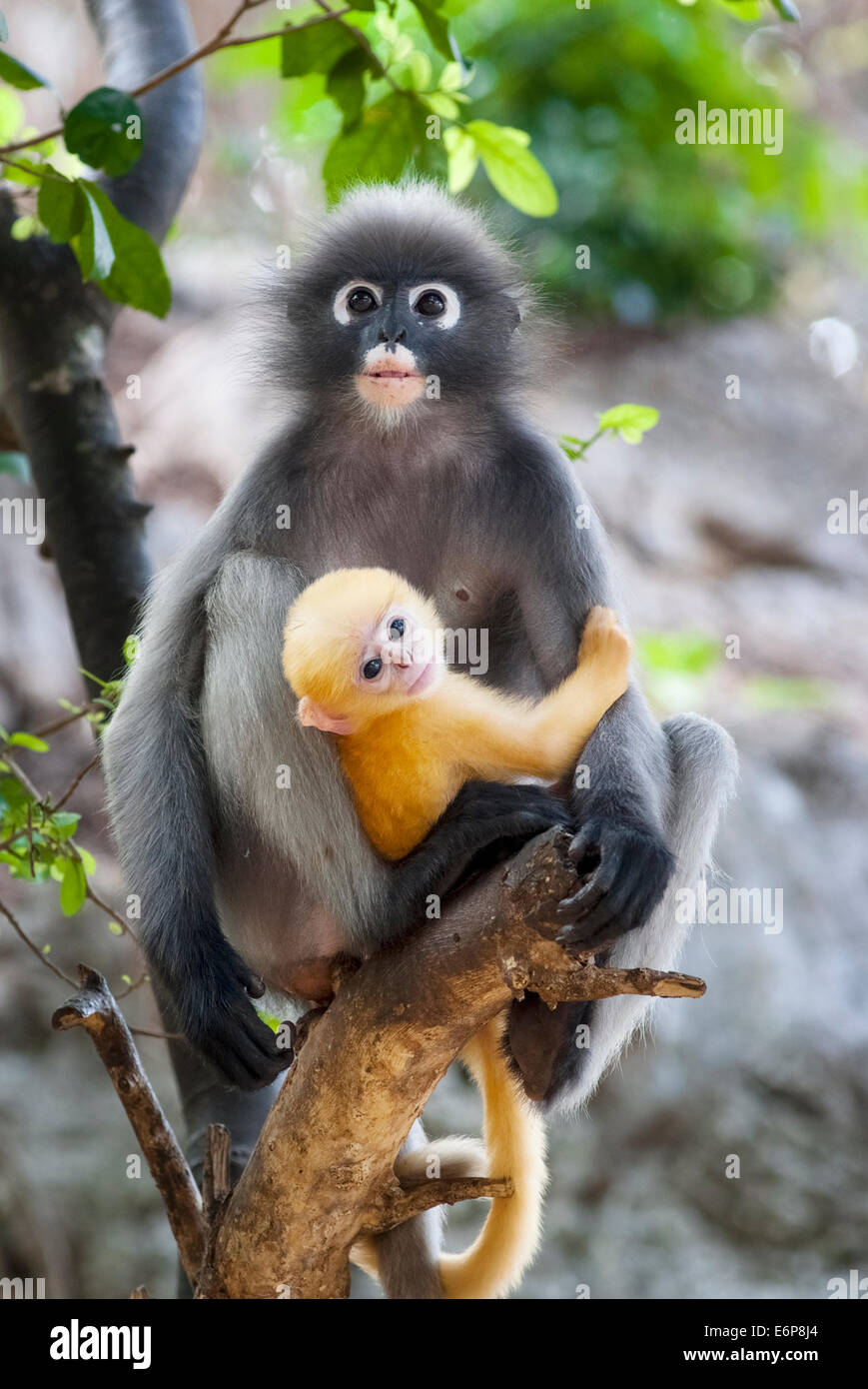 A mother Dusky Leaf monkey and its yellow baby Stock Photo - Alamy