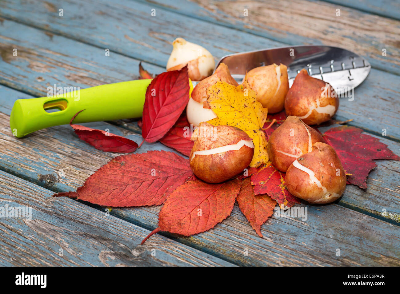 Fall bulbs and leaves placed alongside a garden trowel. Stock Photo