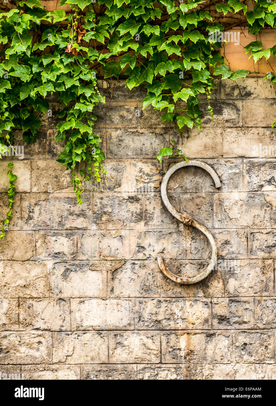 A rusty iron  'S' on an partially covered ivy wall in Paris France. Stock Photo