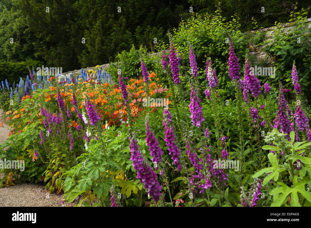 A colourful summer border with foxgloves and delphiniums within the vegetable garden to attract bees and insects, Rousham House, Oxfordshire, England. Stock Photo