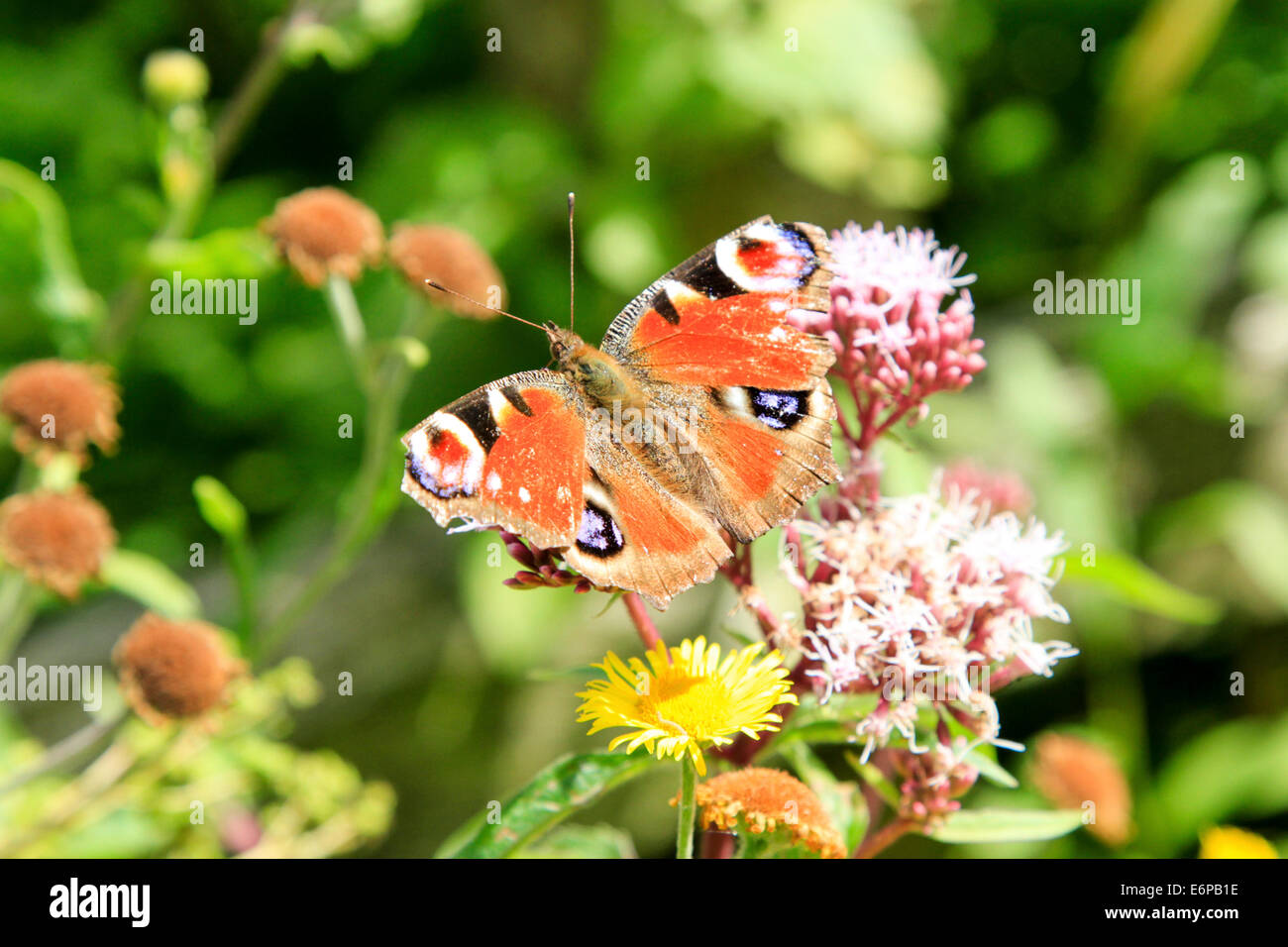 Red admiral butterfly on top of a Wild Thyme (Thymus serpyllum) plant Stock Photo