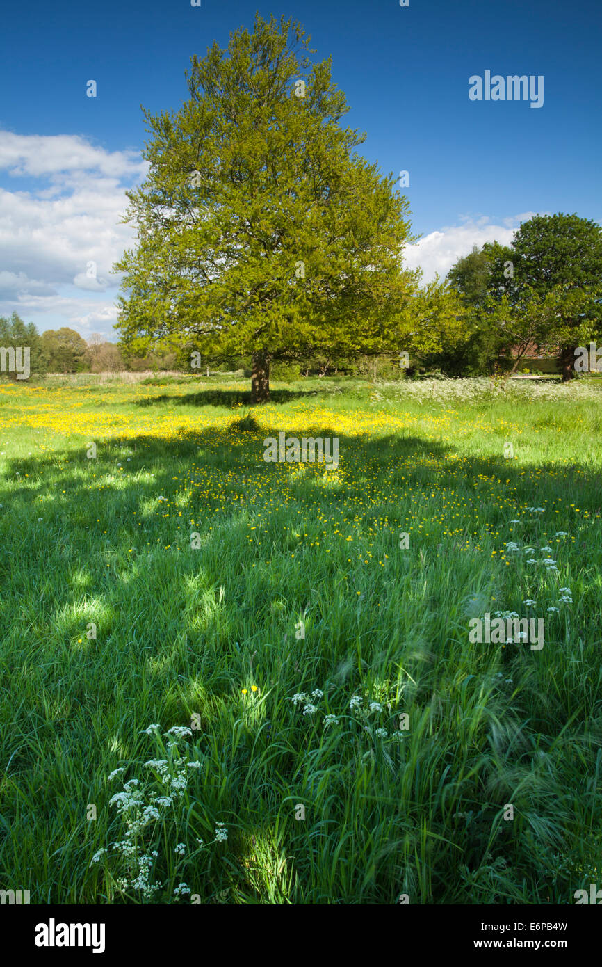 The springtime flora of a watermeadow beside the River Test at Stockbridge, Hampshire, England. Stock Photo