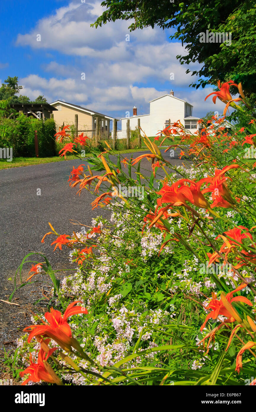 Lillies hires stock photography and images Alamy
