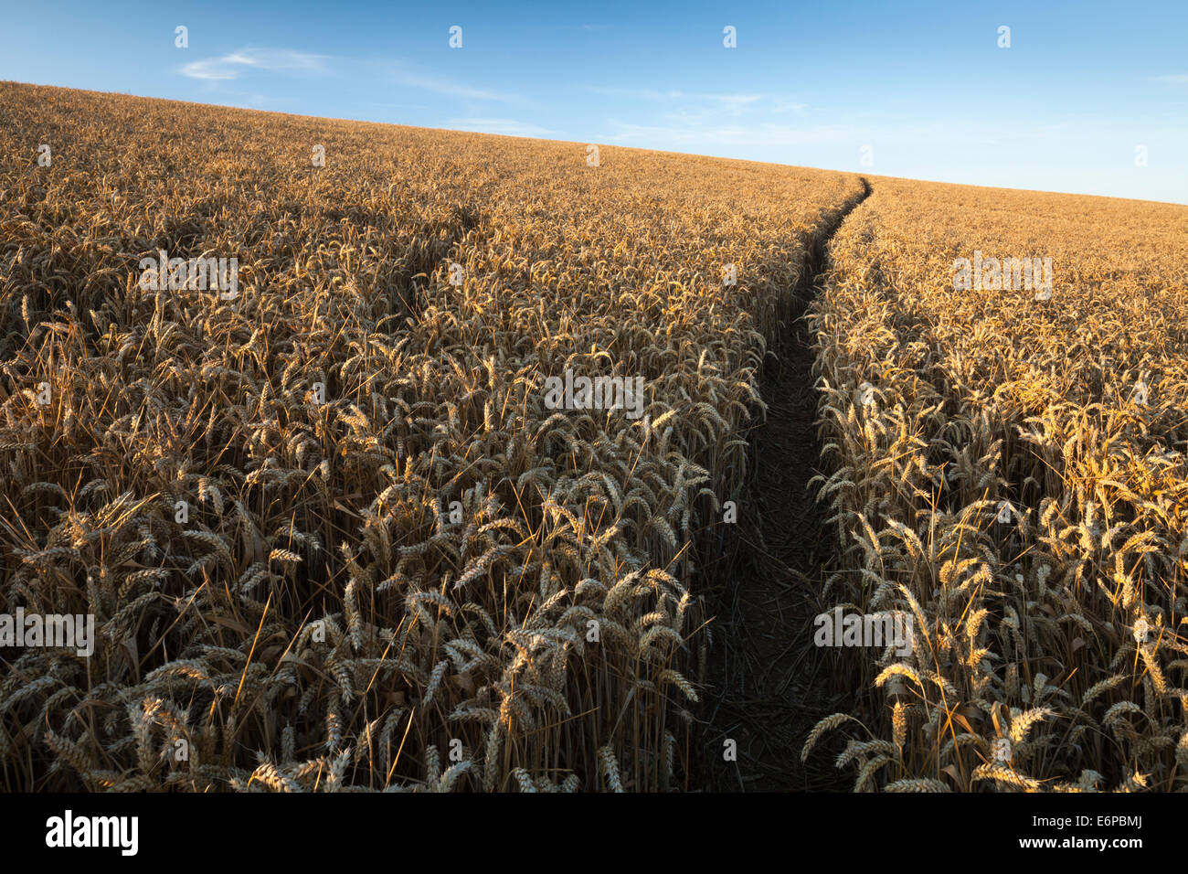 A narrow path winds its way up through a crop of golden ripe wheat ...