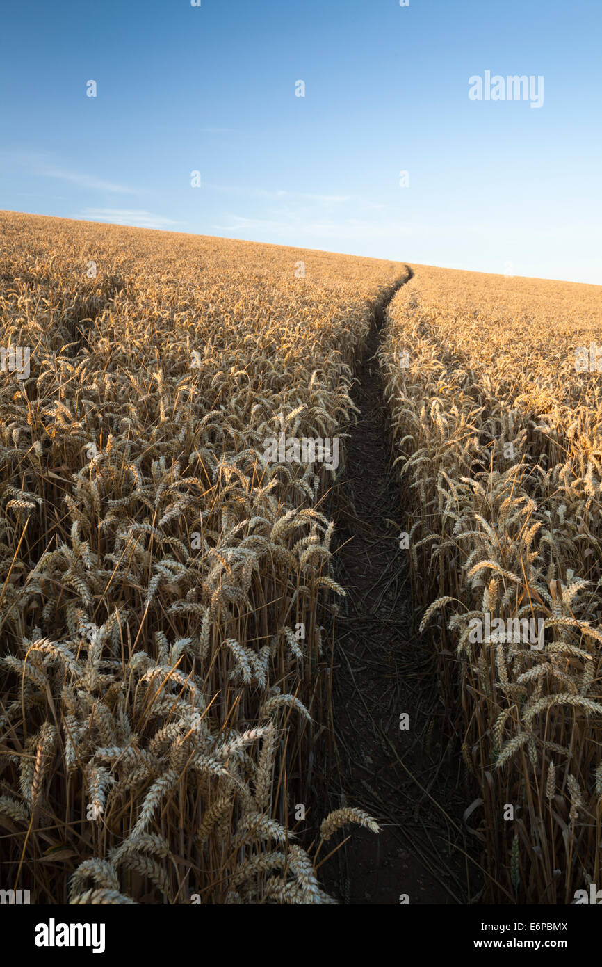 A narrow path winds its way up through a crop of golden ripe wheat ...