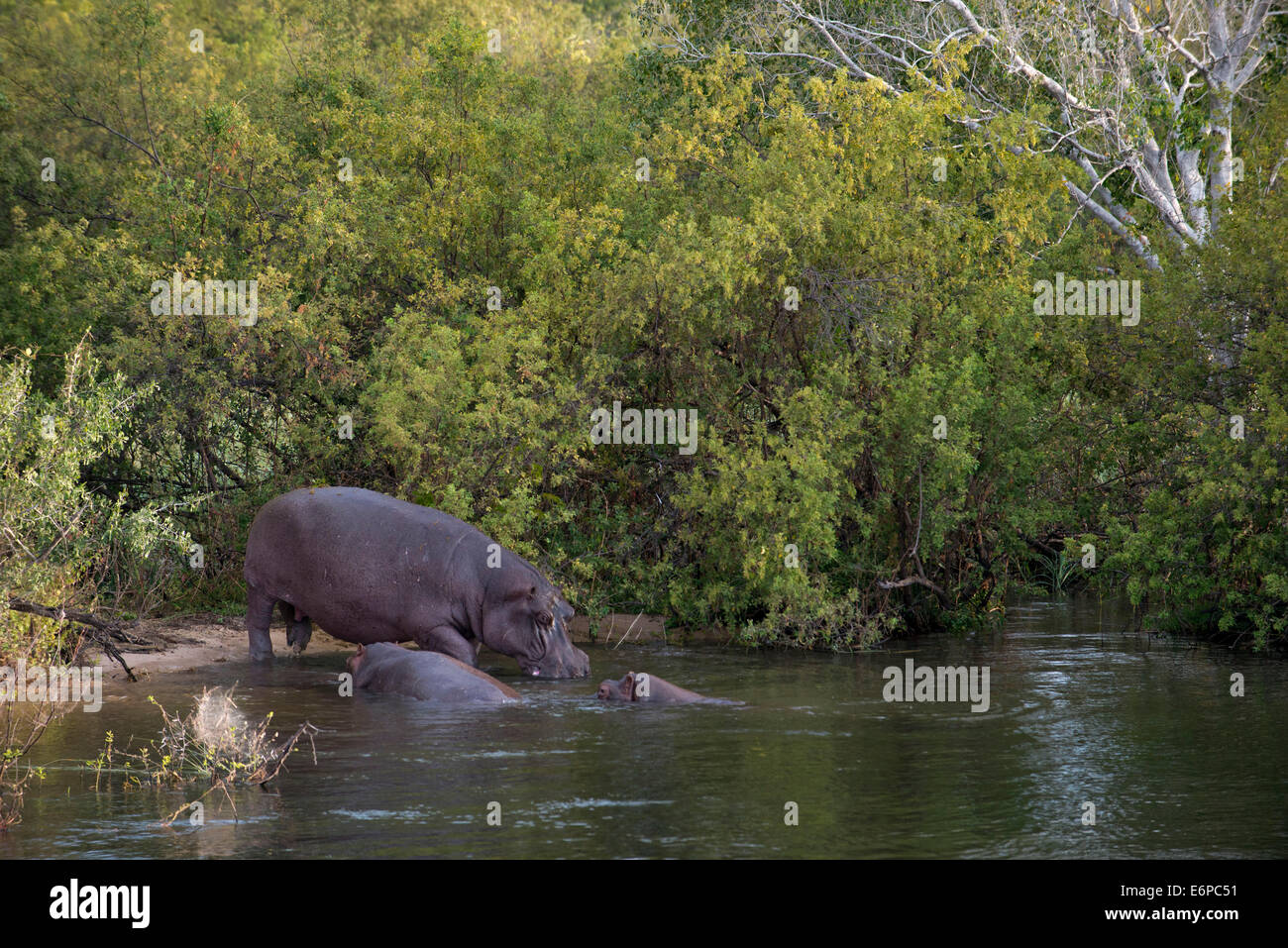 From Victoria Falls is possible to visit the nearby Botswana. Specifically Chobe National Park. Hippos in Chobe River. The Chobe Stock Photo