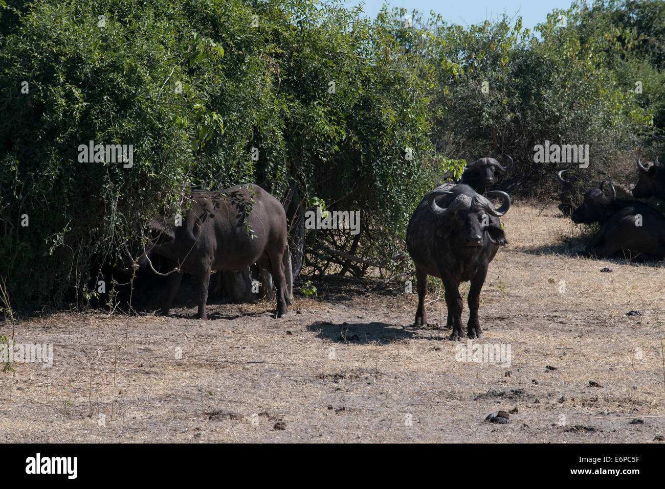 African Buffalo (Syncerus caffer) two adult males, running across track in savannah, South Luangwa N. P., Zambia. Buffalo Camp, Stock Photo