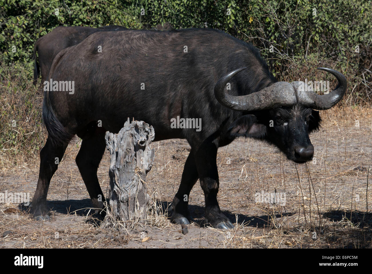 African Buffalo (Syncerus caffer) two adult males, running across track in savannah, South Luangwa N. P., Zambia. Buffalo Camp, Stock Photo