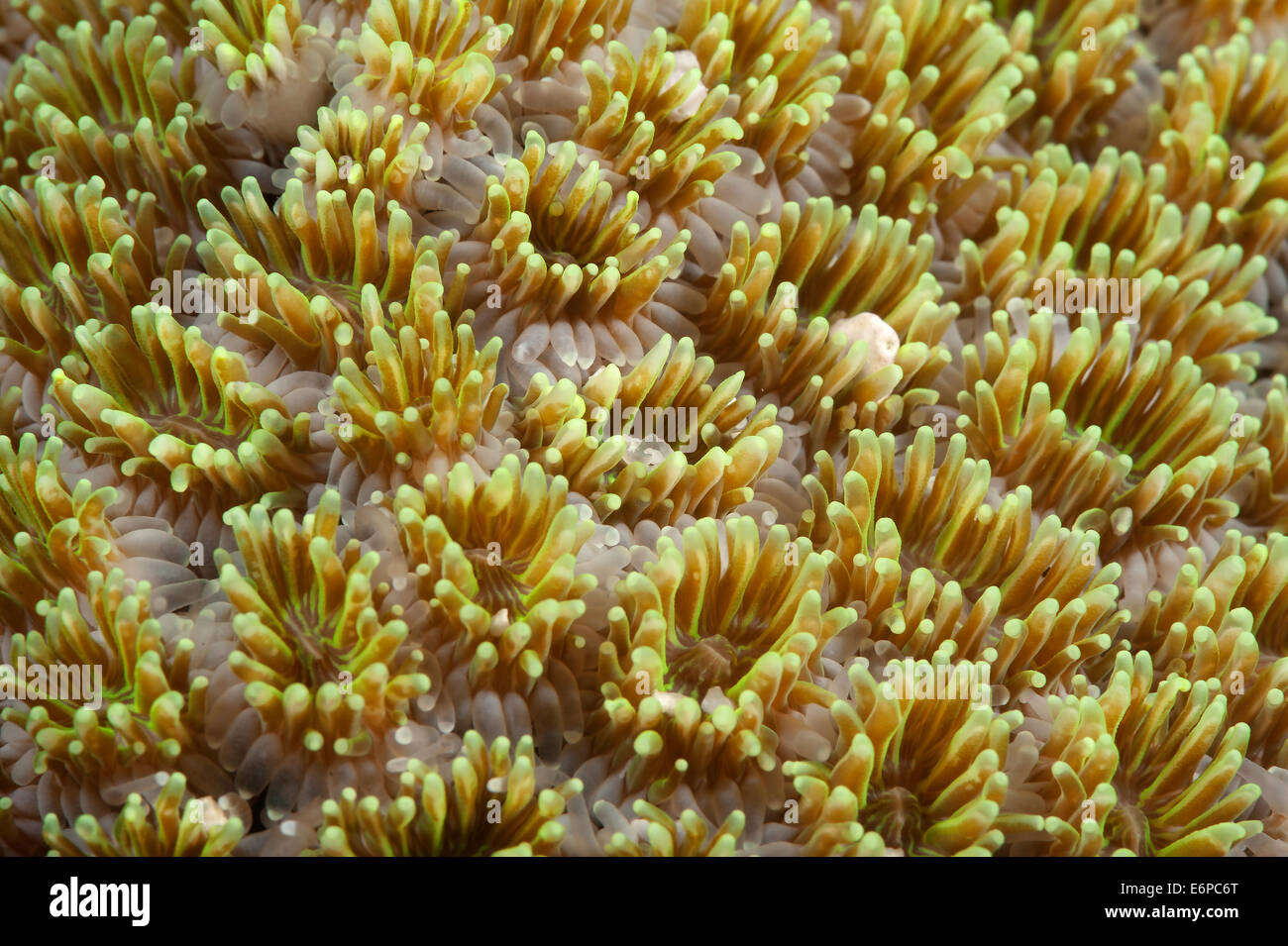 Soft coral Caulastrea furcata in Maldives, Indian Ocean Stock Photo