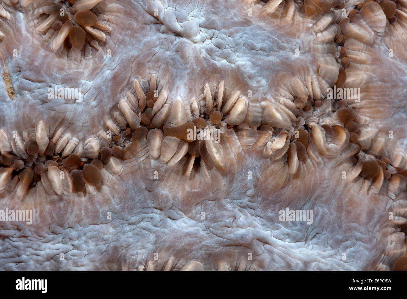 Hard coral Caulastrea furcata in Maldives, Indian Ocean Stock Photo