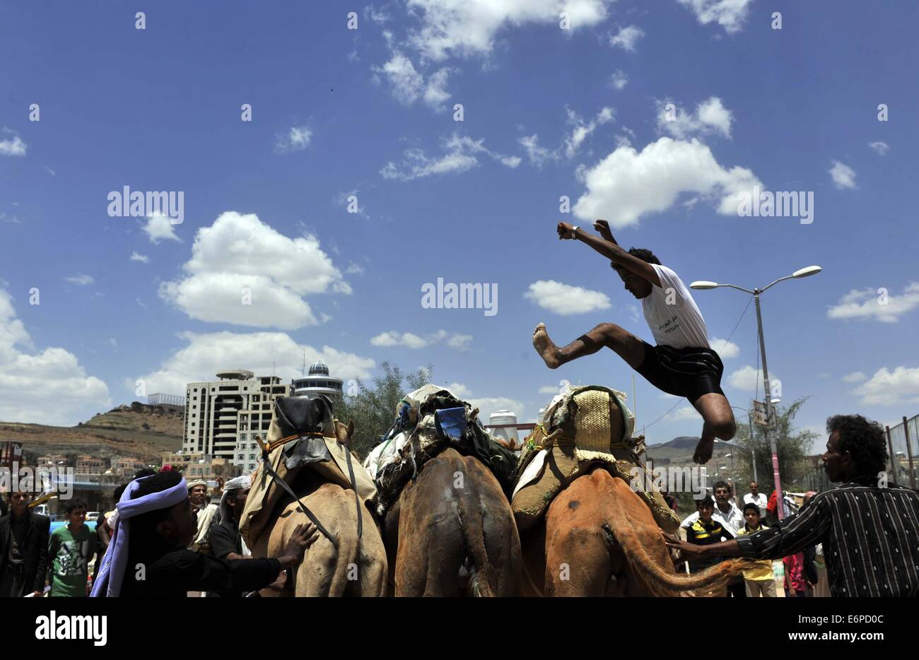 Sanaa, Yemen. 28th Aug, 2014. A Yemeni man jumps over camels during the One-Week Sanaa Summer Festival, in Sanaa, Yemen, on Aug. 28, 2014. Yemen launched the seventh Sanaa Summer Festival in the capital city of Sanaa in order to recover the tourism in the Arab country which has seen political unrest and deadly conflicts since 2011. Credit:  Mohammed Mohammed/Xinhua/Alamy Live News Stock Photo