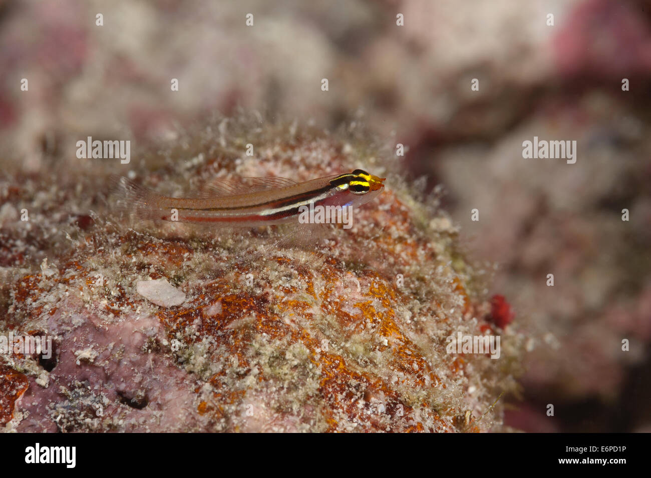 Yellow and whitestriped pygmygoby in Maldives, Indian Ocean Stock Photo