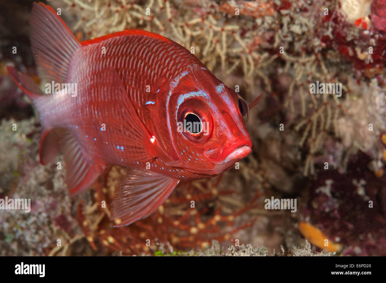 Tailspot squirrelfish in Maldives, Indian Ocean Stock Photo