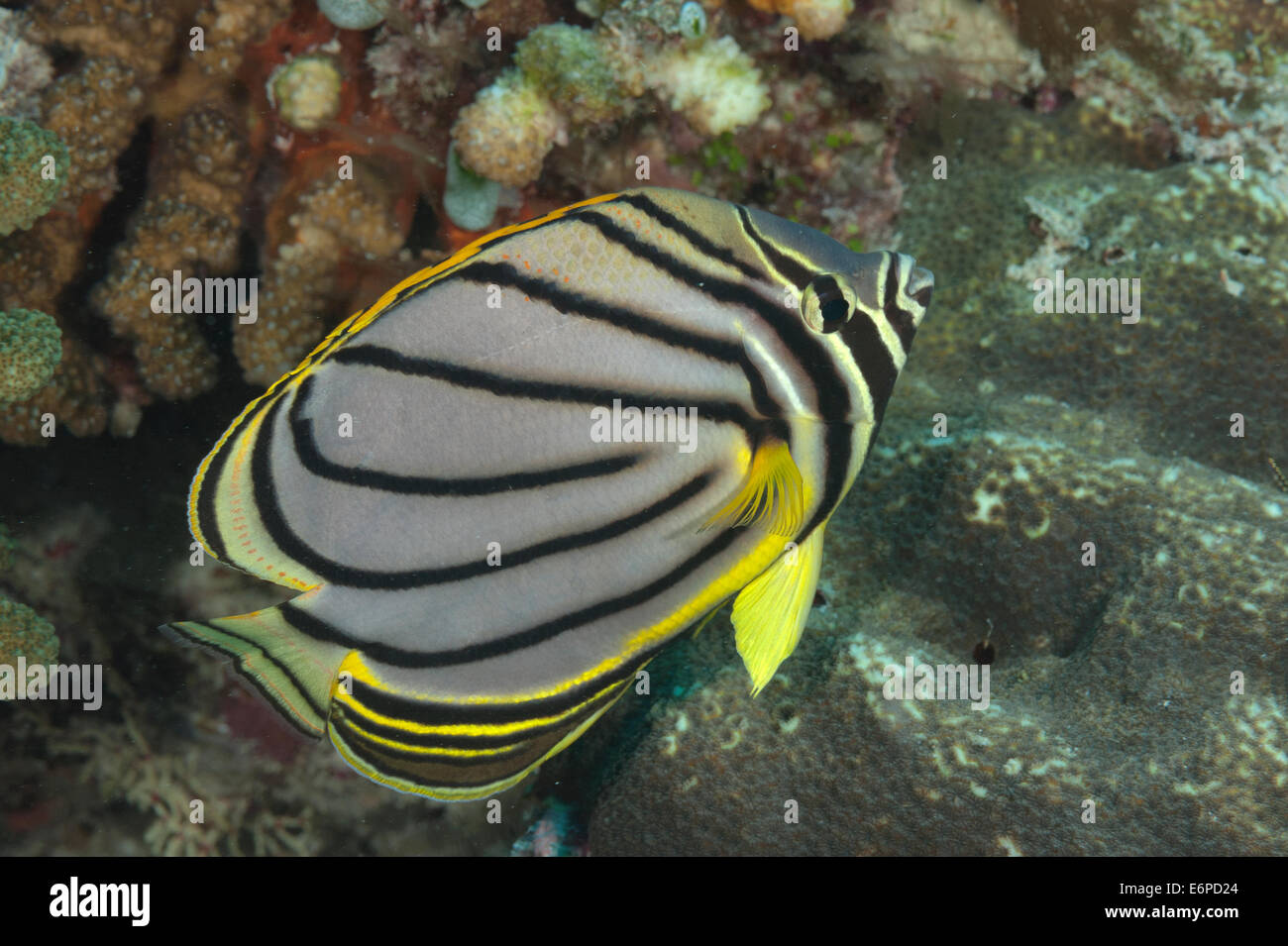 Meyer's butterflyfish in Maldives, Indian Ocean Stock Photo