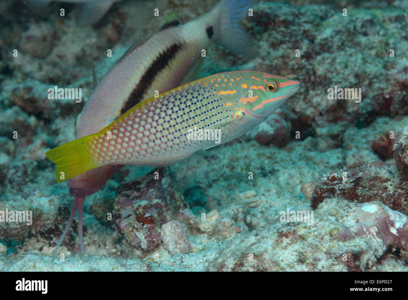 Ornate wrasse in Maldives, Indian Ocean Stock Photo