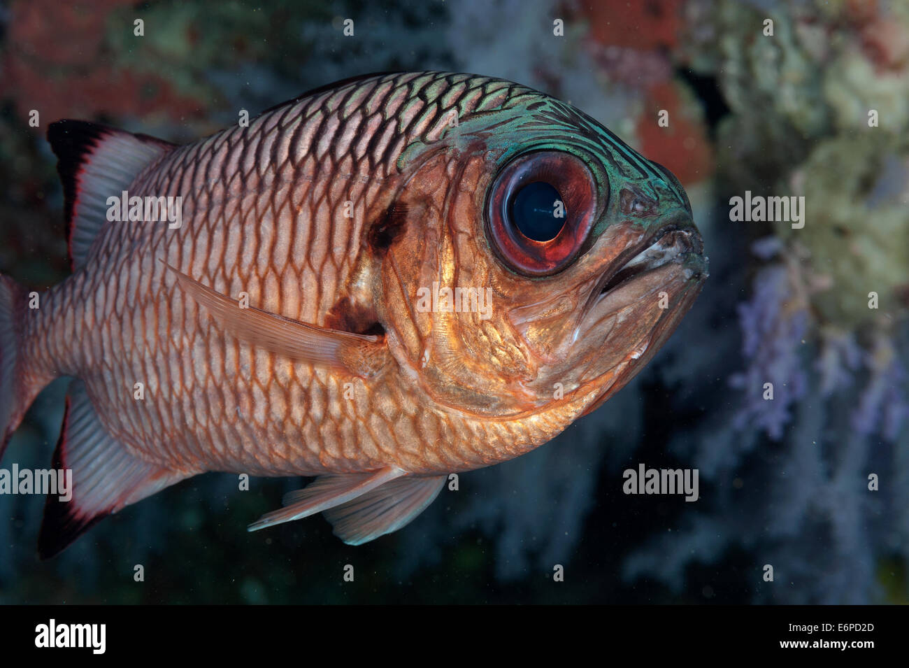 Lattice soldierfish in Maldives, Indian Ocean Stock Photo
