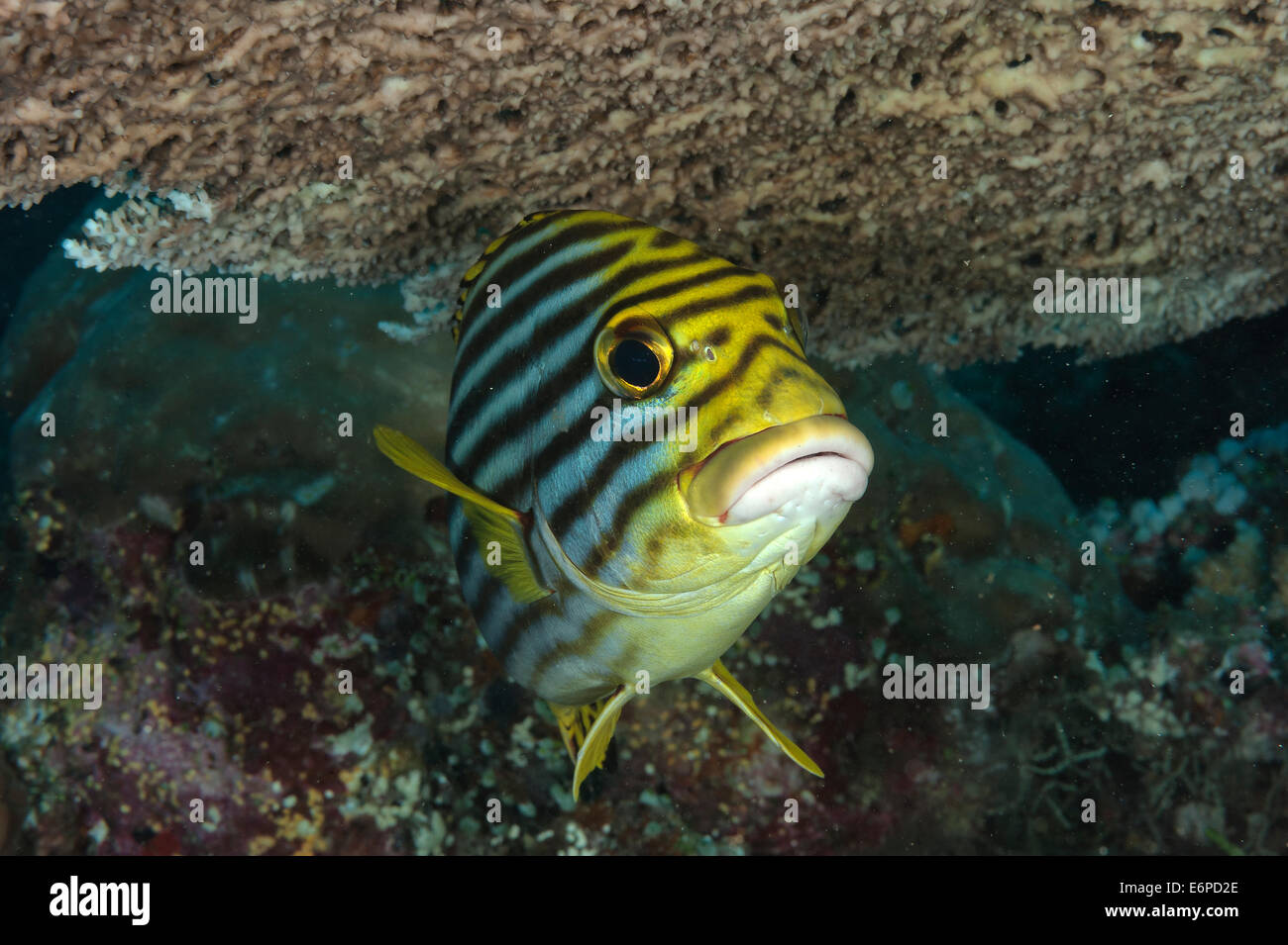 Oriental sweetlips in Maldives, Indian Ocean Stock Photo - Alamy