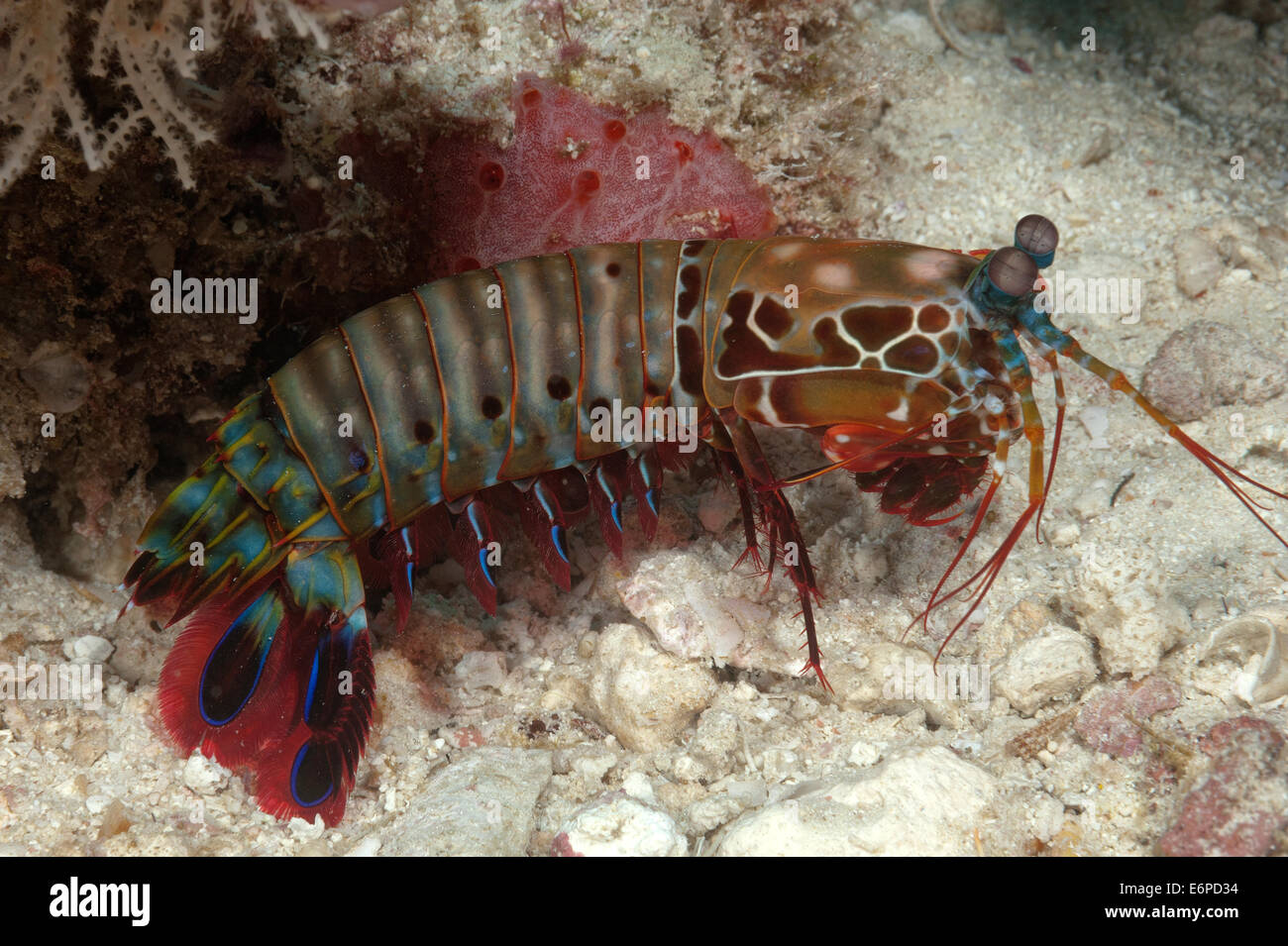 Mantis shrimp in Maldives, Indian Ocean Stock Photo