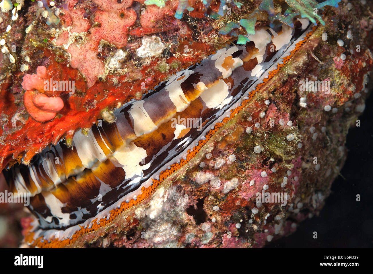Thorny oyster in Maldives, Indian Ocean Stock Photo Alamy