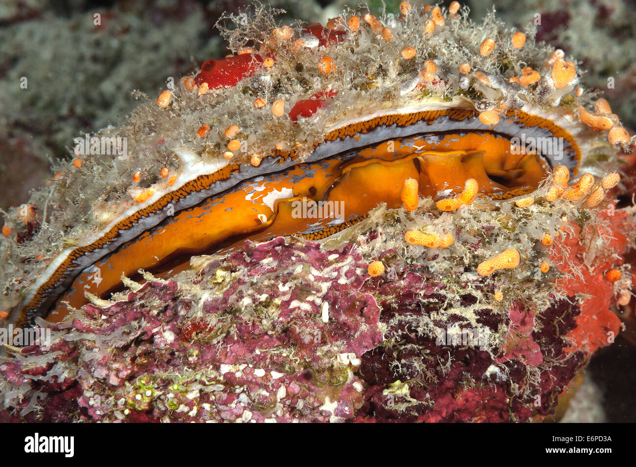 Thorny oyster in Maldives, Indian Ocean Stock Photo Alamy