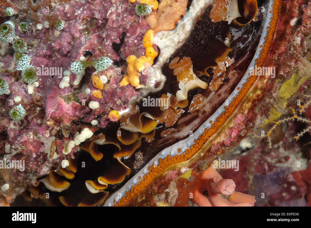 Thorny oyster in Maldives, Indian Ocean Stock Photo Alamy