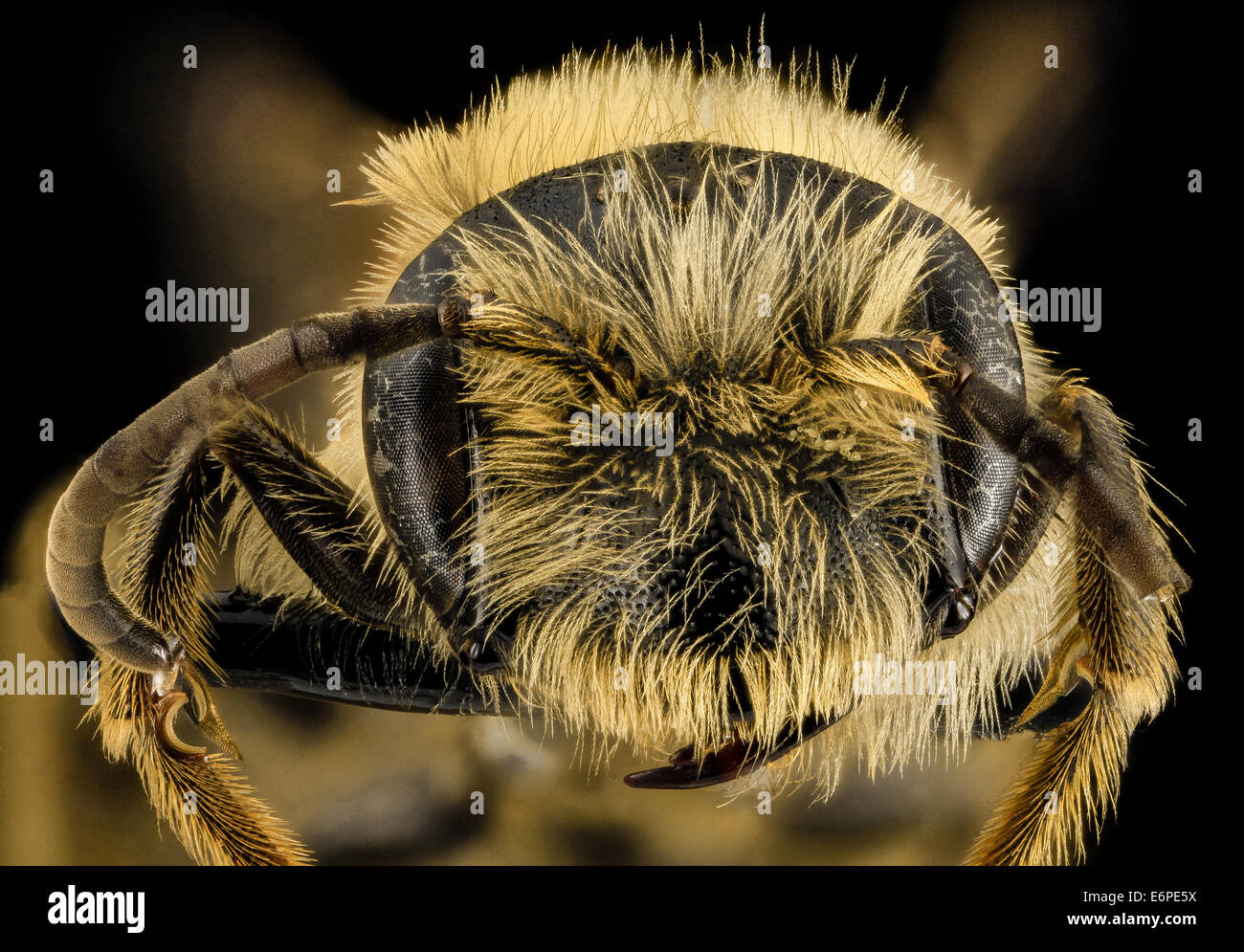 Andrena hilaris, M, Face, South Carolina, Chesterfield County 2014-02-11-163145 ZS PMax 12542953753 o Yet another!  Large Meland Stock Photo