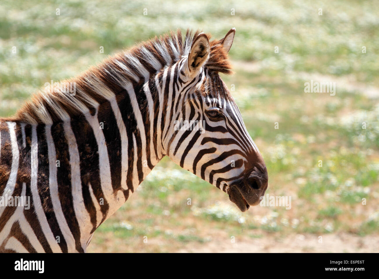 Equus quagga boehmi hi-res stock photography and images - Alamy