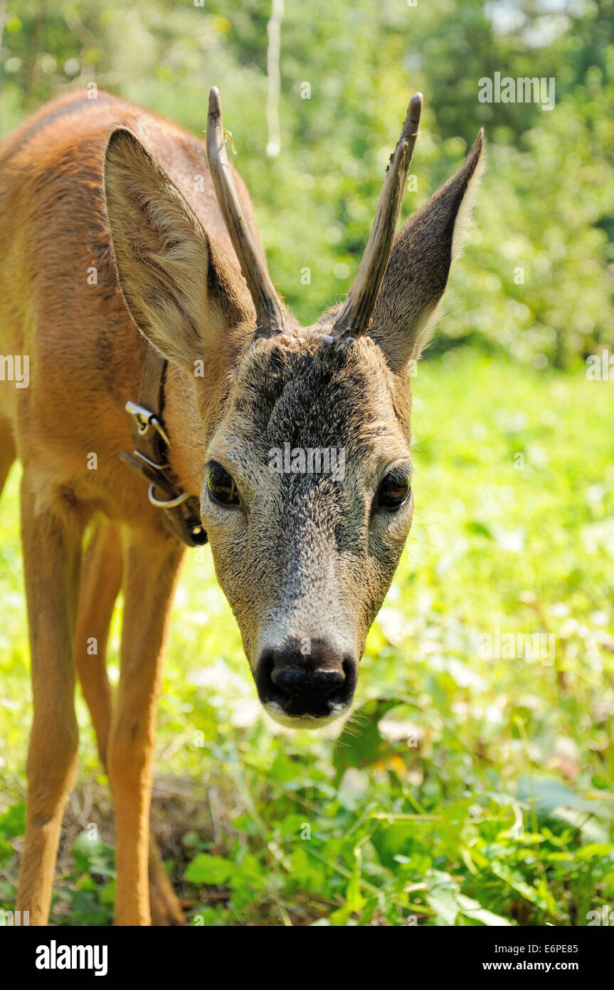 portrait of male roe with horns in collar Stock Photo - Alamy