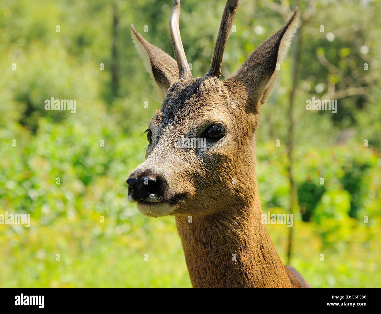 portrait of male roe with little horns Stock Photo