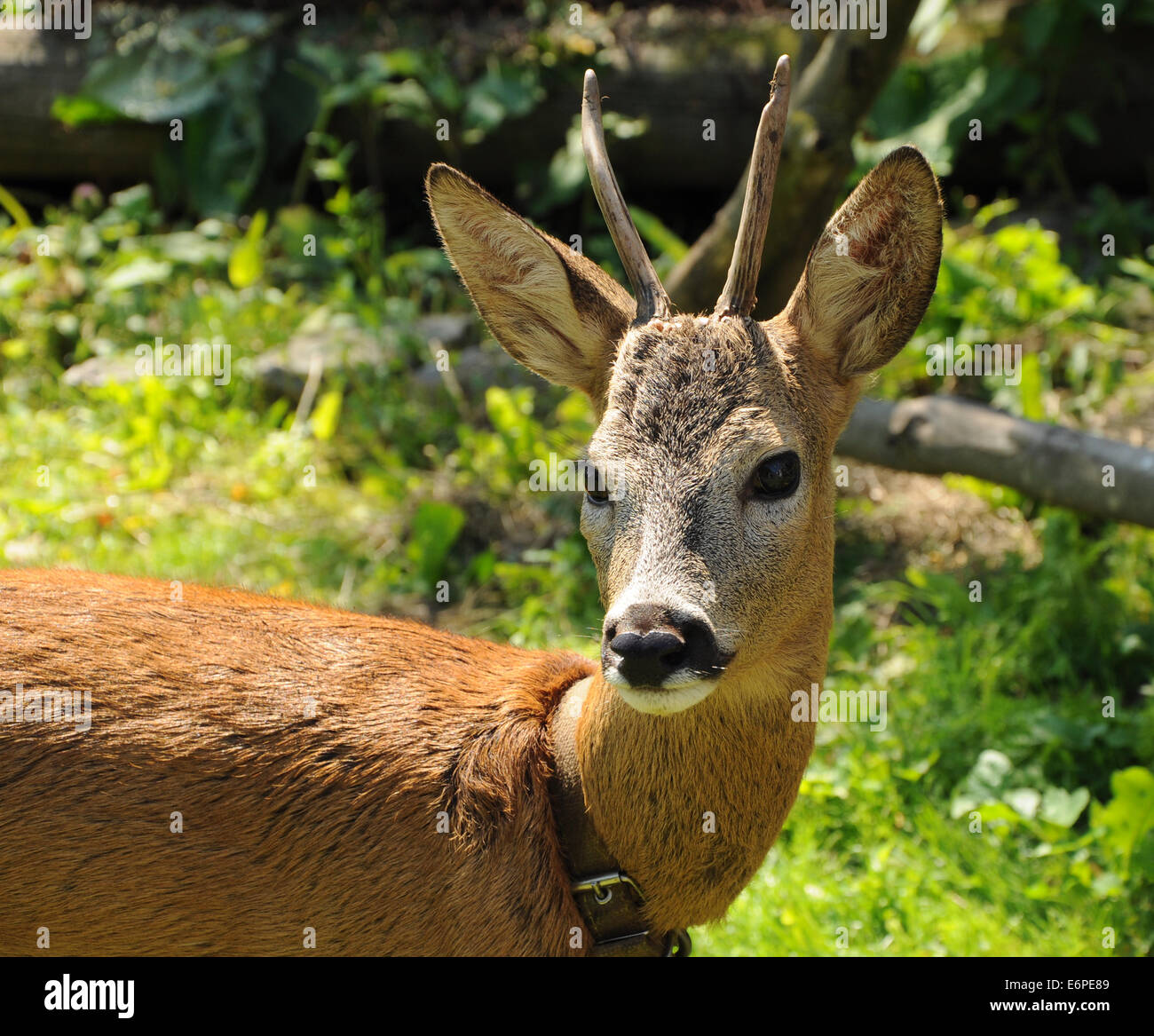 portrait of male roe with horns in collar Stock Photo