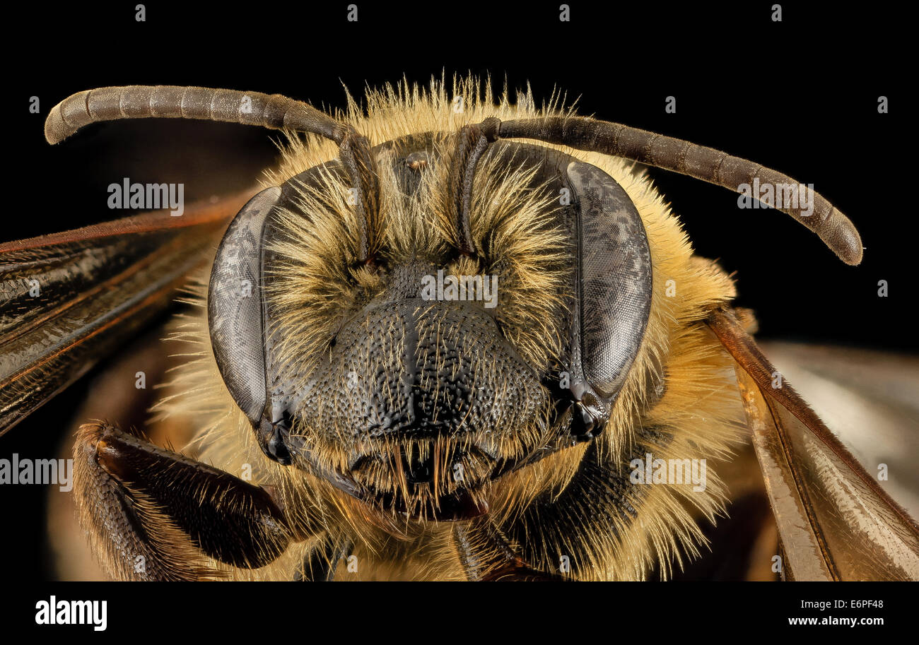 Andrena nivalis, F, Face,Giles Co, VA 2014-02-05-165935 ZS PMax 12542754264 o Another of the large and sometimes confusing Melandrena species, collected by Nancy Adamson, Photograph by Colby Francoeur. Canon Mark II 5D, Zerene Stacker, 65mm Canon MP-E 1-5 Stock Photo