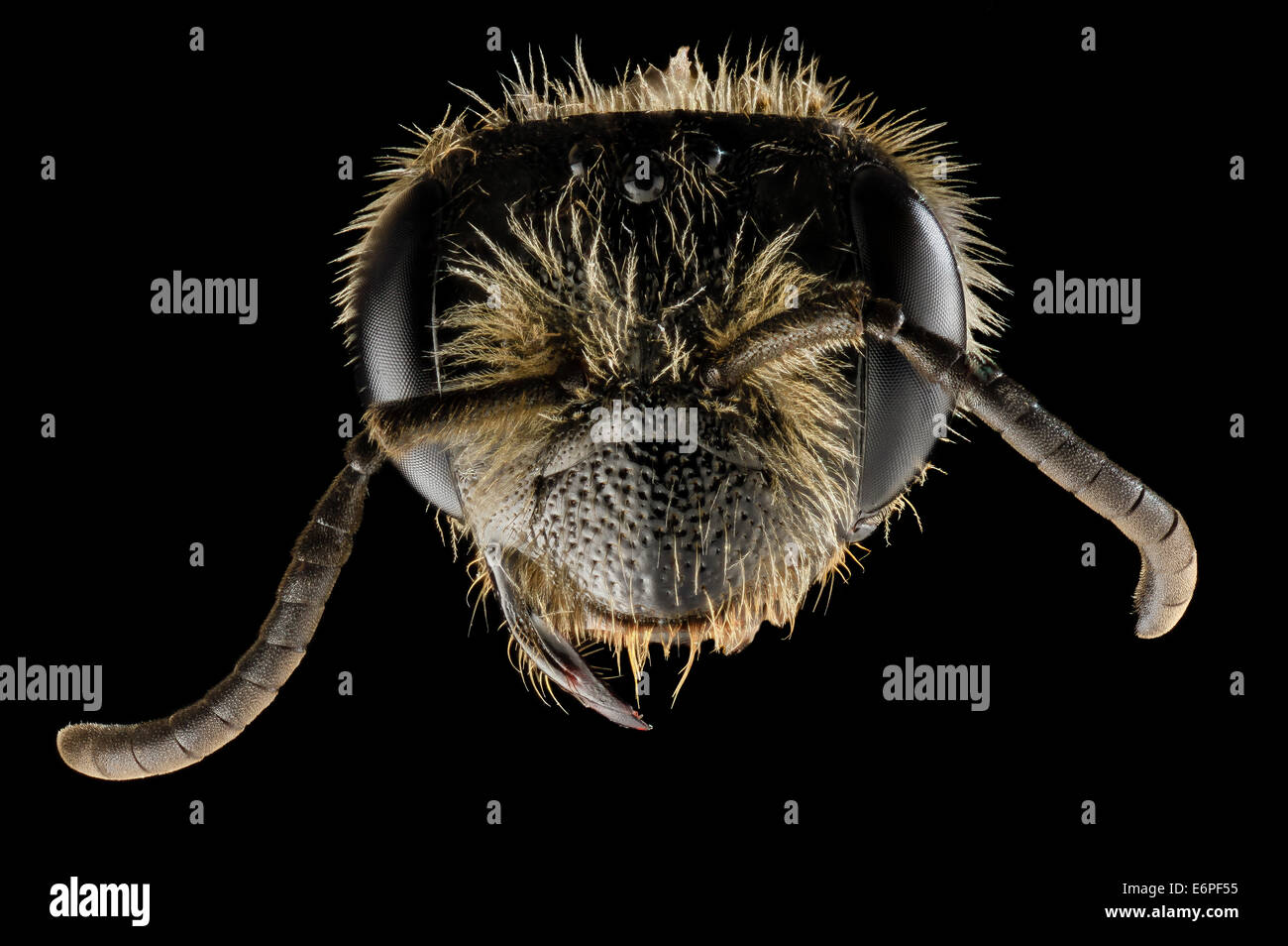 Andrena rugosa, f, face, upper marlboro, md 2014-04-21-182818 ZS PMax 13997039323 o This specimen was shot upside down and then  Stock Photo